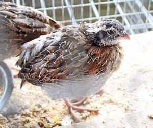 Bob white quail were among the birds that were shown and on display during the Sauk County Fair. (Photos by Heather Stanek)